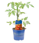 Hagebaumarkt Landau - Gemüsepflanzen veredelt Angebot im Prospekt Gemüsepflanzen veredelt bei Hagebaumarkt im Landau Prospekt für 4,29 €