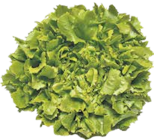 Endivien Salat im V-Markt Prospekt Endivien Salat von im aktuellen V-Markt Prospekt für 1,29 €