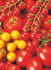 toom Baumarkt Schönebeck - Tomaten Angebot im Prospekt Tomaten bei toom Baumarkt im Schönebeck Prospekt für 1,29 €
