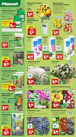 Hortensie im Thomas Philipps Prospekt in Neunkirchen Aktueller Thomas Philipps Prospekt mit Hortensie, "Top Angebote", Seite 2