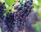 Vigne INVIVO nous on sème - INVIVO Nous on sème à 12,99 € dans le catalogue Delbard