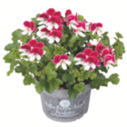 toom Baumarkt Fürstenfeldbruck - Fächerblume oder Duftgeranie Angebot im Prospekt Fächerblume oder Duftgeranie bei toom Baumarkt im Fürstenfeldbruck Prospekt für 3,99 €