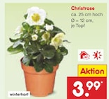 Christrose im Angebot bei Netto Marken-Discount in Aschaffenburg Christrose Angebote bei Netto Marken-Discount Aschaffenburg für 3,99 €