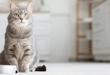 Bifensis Katzen Trockenahrung von Purina One für 2,99 € bei Marktkauf im Angebot Bifensis Katzen Trockenahrung von Purina One im aktuellen Marktkauf Prospekt