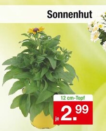 Zimmermann Nordhorn - Sonnenhut Sonnenhut Angebot bei Zimmermann Nordhorn im Prospekt Mehr als Du denkst!