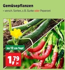 Thomas Philipps Brandenburg (Havel) Prospekt mit  im Angebot für 1,79 €