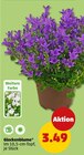 Glockenblume im Angebot bei Penny in Suhl Glockenblume Angebote bei Penny Suhl für 3,49 €