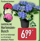 Hortensien-Busch von Gardenline im aktuellen ALDI Nord Prospekt
