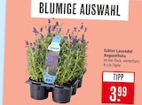 Echter Lavendel Angustifolia im Angebot bei Marktkauf in Freiburg Echter Lavendel Angustifolia Angebote bei Marktkauf Freiburg für 3,99 €