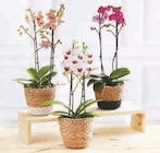 Orchidée 2 tiges en promo chez Super U Nanterre à 14,99 €