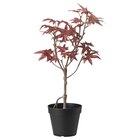 Topfpflanze, künstlich drinnen/draußen Ahorn von FEJKA für 9,99 € bei IKEA im Angebot Topfpflanze, künstlich drinnen/draußen Ahorn von FEJKA im aktuellen IKEA Prospekt