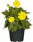 Dahlie Angebot im Hagebaumarkt Prospekt Dahlie im Hagebaumarkt Prospekt zum Preis von 2,99 €