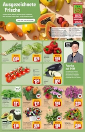 Kübelpflanzen Angebot & Preis im aktuellen REWE Prospekt Kübelpflanzen Angebot im aktuellen REWE Prospekt auf Seite 7