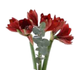 EDEKA - Amaryllis im Topf mit Weihnachtlicher Dekoration Angebot im Prospekt Amaryllis im Topf mit Weihnachtlicher Dekoration bei EDEKA im Prospekt "" für 9,99 €