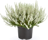 Promo Calluna vulgaris à 1,39 € dans le catalogue Lidl à Montmirail
