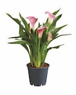 Calla Mix für 4,99 € bei Lidl im Angebot Calla Mix im aktuellen Lidl Prospekt