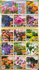 Stauden im CENTERSHOP Prospekt in Kaiserslautern Aktueller CENTERSHOP Prospekt mit Stauden, "Da geht was.", Seite 3