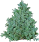 Blaue Edeltanne im Angebot bei Hellweg in Haltern am See Blaue Edeltanne Angebote bei Hellweg Haltern am See für 4,29 €