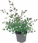 Eukalyptus Angebote bei Penny-Markt Bad Kreuznach für 5,99 €