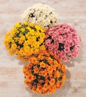 Chrysanthème à Super U dans Saint-Jean-d'Aulps Chrysanthème à Super U dans Saint-Jean-d'Aulps