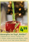 Amaryllis im Topf „Kolibri“ (Hippeastrum) Angebote bei Pflanzen Kölle Germering für 4,99 €