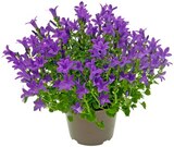 Glockenblume im Angebot bei REWE in Coburg Glockenblume Angebote von REWE Beste Wahl bei REWE Coburg für 2,99 €