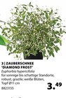 Balkonpflanzen im Dehner Garten-Center Prospekt Zauberschnee 'Diamond Frost' im aktuellen Dehner Garten-Center Prospekt für 3,49 €