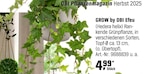 Efeu von GROW by OBI im aktuellen OBI Prospekt