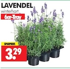 Lavendel Angebot in Saalfeld Lavendel im aktuellen Prospekt bei Wreesmann in Saalfeld