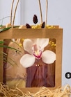 Composition Cymbidium en promo chez Super U Calais à 8,99 €