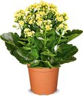 Kalanchoe Angebot in Seligweiler Kalanchoe im aktuellen Prospekt bei Netto Marken-Discount in Seligweiler