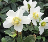 Christrose im Angebot bei Wreesmann in Freiberg Christrose Angebote bei Wreesmann Freiberg für 3,99 €