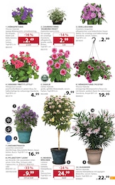 Pflanzen im Dehner Garten-Center Prospekt "Aktuelle Angebote" auf Seite 3