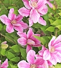 Clematis bei Thomas Philipps im Bramsche Prospekt für 1,99 €
