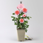 Duftende Edelrose "Käthchen von Heilbronn"®, orange-aprikot-rosa, Topf 5 Liter im Pflanzen Kölle Prospekt Duftende Edelrose "Käthchen von Heilbronn"®, orange-aprikot-rosa, Topf 5 Liter von Rosengärtnerei Heilbronn im aktuellen Pflanzen Kölle Prospekt für 22,99 €