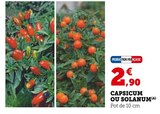 Capsicum ou Solanum en promo à 2,90 € chez Hyper U Capsicum ou Solanum dans le catalogue Hyper U