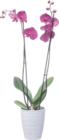 Orchidée Phalaenopsis 2 tiges - GARDENLINE en promo à 9,99 € chez Aldi Orchidée Phalaenopsis 2 tiges - GARDENLINE dans le catalogue Aldi