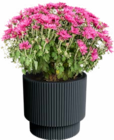 Aktuelles Blumentopf Milly Angebot bei Sonderpreis Baumarkt in Göttingen ab 11,95 €