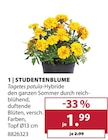 Aktuelles Studentenblume Angebot bei Dehner Garten-Center in Münster ab 1,99 €