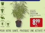 Bambous fargesia - GARDENLINE en promo chez Aldi Bambous fargesia - GARDENLINE dans le catalogue Aldi