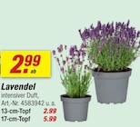 Lavendel im toom Baumarkt Prospekt Lavendel von im aktuellen toom Baumarkt Prospekt für 2,99 €