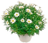 Aktuelle Blumen Angebote bei REWE in Bochum Aktuelles Strauchmargerite Busch Angebot bei REWE in Bochum ab 6,99 €