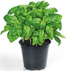 Aktuelle Gemüse Angebote bei REWE in Mönchengladbach Aktuelles Bio Basilikum Angebot bei REWE in Mönchengladbach ab 1,29 €