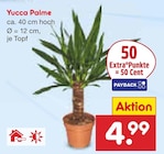 Aktuelles Yucca Palme Angebot bei Netto Marken-Discount in Bielefeld ab 4,99 €