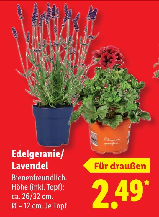 Edelgeranie/Lavendel