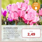 BBM Baumarkt Ganderkesee - Alpenveilchen Angebot im Prospekt Alpenveilchen bei BBM Baumarkt im Ganderkesee Prospekt für 2,49 €