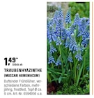 Aktuelles Traubenhyazinthe Muscari Armeniacum Angebot bei OBI in Wuppertal ab 1,49 €