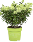Hortensie im Angebot bei BAUHAUS in Buchholz Hortensie Angebote bei BAUHAUS Buchholz für 19,99 €
