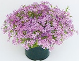 Phlox Staude im aktuellen Netto mit dem Scottie Prospekt