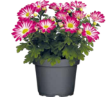 Chrysanthemen Selektion im aktuellen Pflanzen Kölle Prospekt für 2,99 €